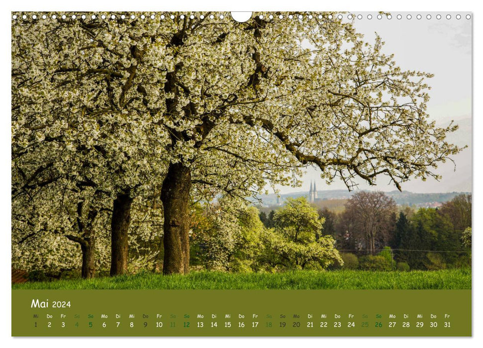 Little owls (Athene noctua) (CALVENDO wall calendar 2024) 