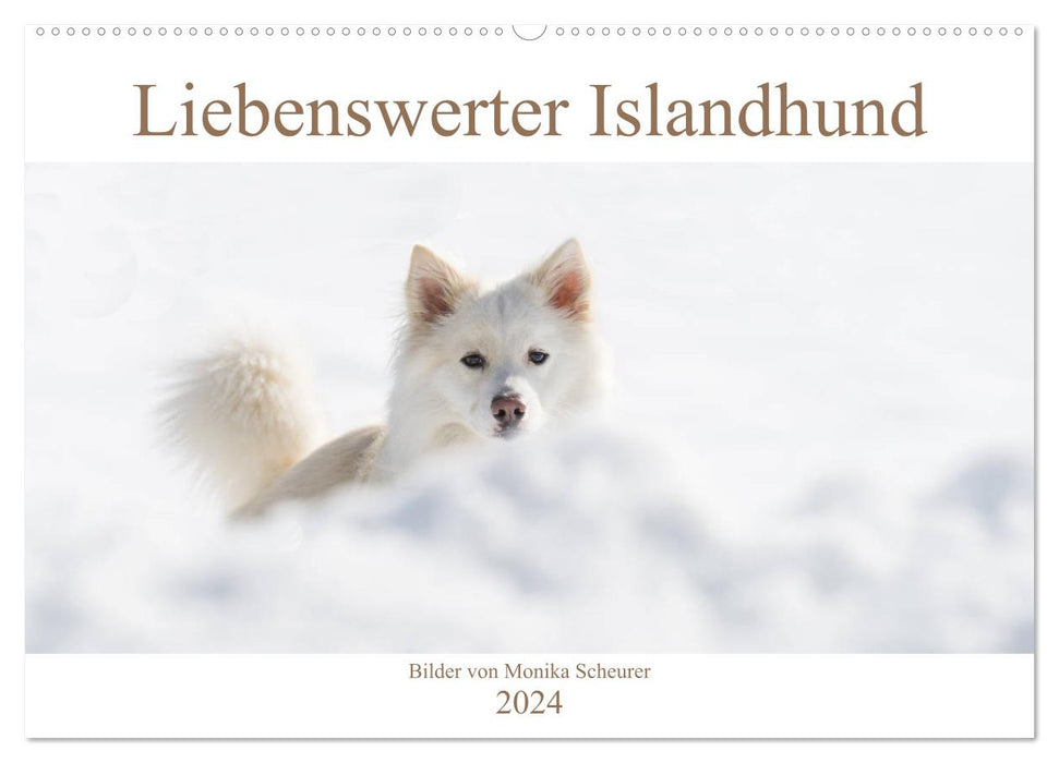 Adorable Icelandic dog (CALVENDO wall calendar 2024) 