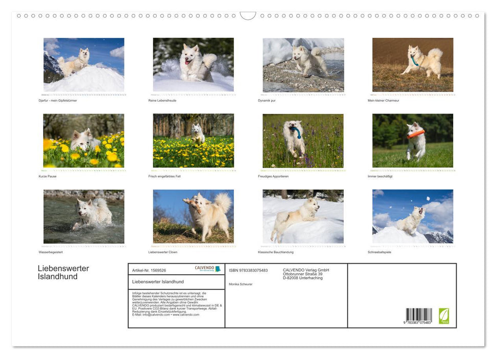 Adorable Icelandic dog (CALVENDO wall calendar 2024) 