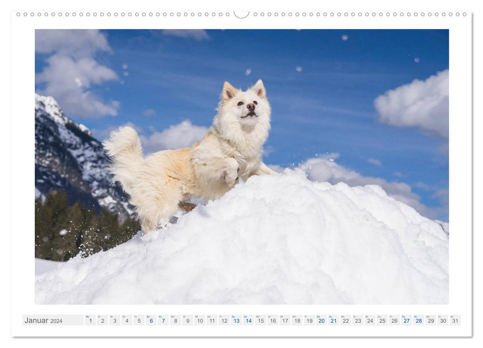 Liebenswerter Islandhund (CALVENDO Wandkalender 2024)