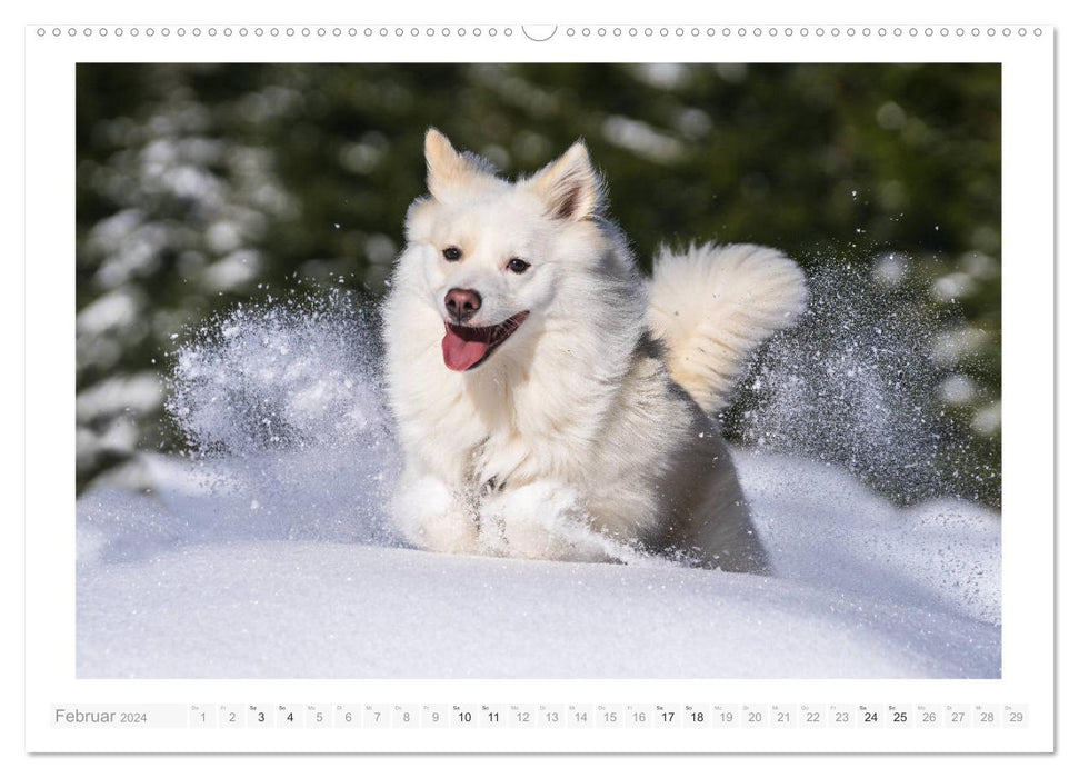 Adorable Icelandic dog (CALVENDO wall calendar 2024) 