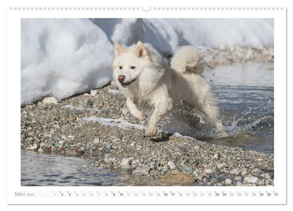 Liebenswerter Islandhund (CALVENDO Wandkalender 2024)