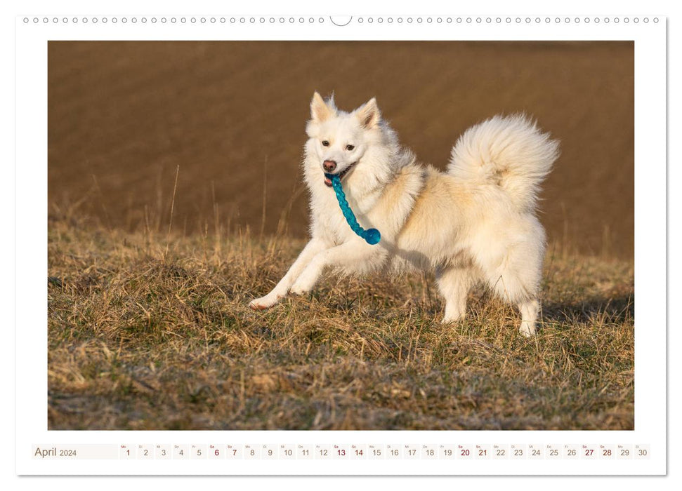 Liebenswerter Islandhund (CALVENDO Wandkalender 2024)