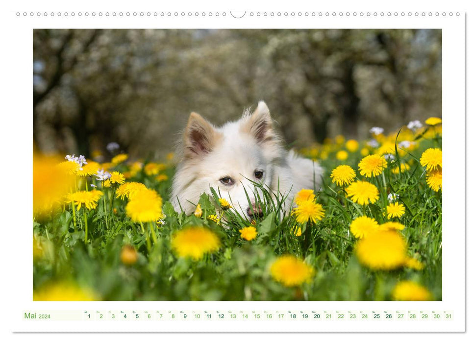 Adorable Icelandic dog (CALVENDO wall calendar 2024) 