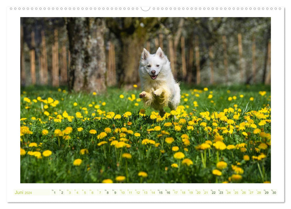 Adorable Icelandic dog (CALVENDO wall calendar 2024) 