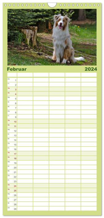 Australian Shepherd - Augenblicke (CALVENDO Familienplaner 2024)