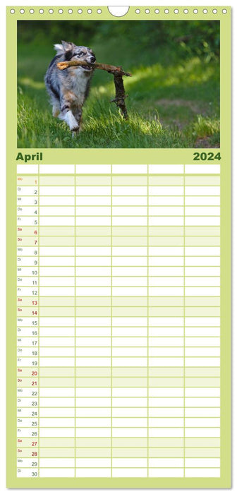 Australian Shepherd - Augenblicke (CALVENDO Familienplaner 2024)