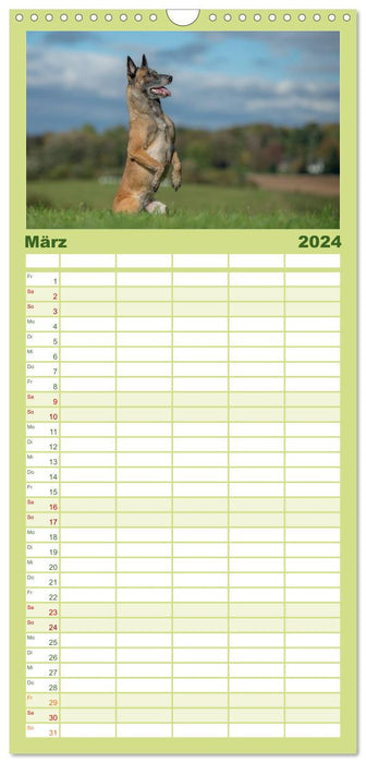 Belgischer Schäferhund - Der Malinois in Action (CALVENDO Familienplaner 2024)