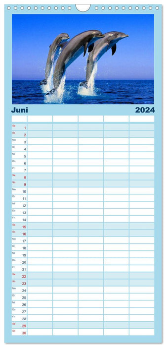 Delfine und Wale (CALVENDO Familienplaner 2024)