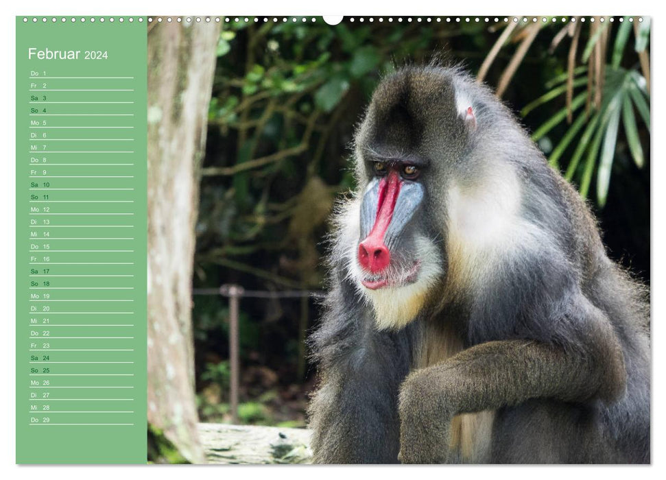 The diverse world of monkeys (CALVENDO Premium Wall Calendar 2024) 