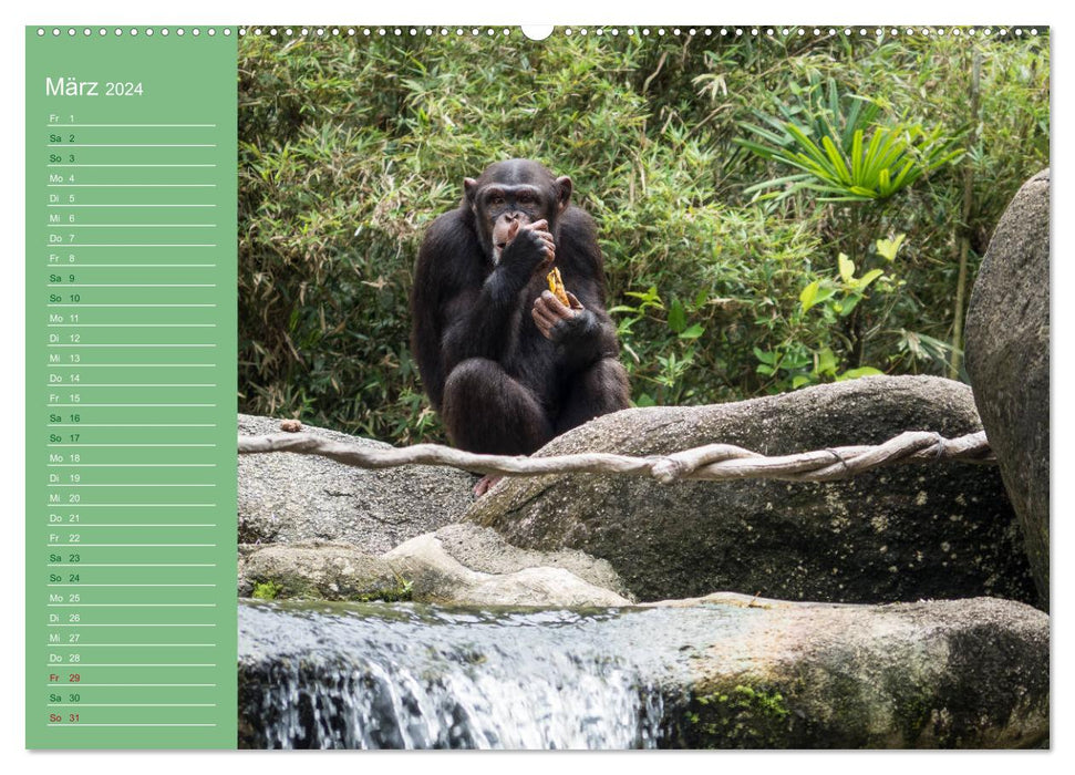 The diverse world of monkeys (CALVENDO Premium Wall Calendar 2024) 