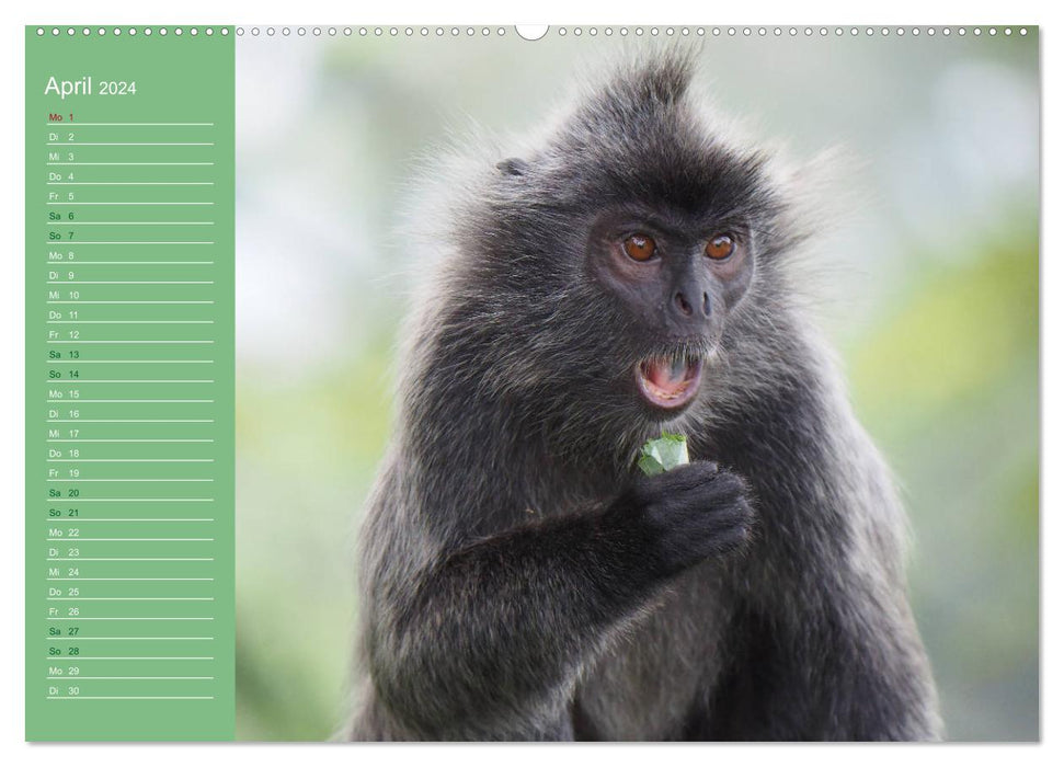The diverse world of monkeys (CALVENDO Premium Wall Calendar 2024) 
