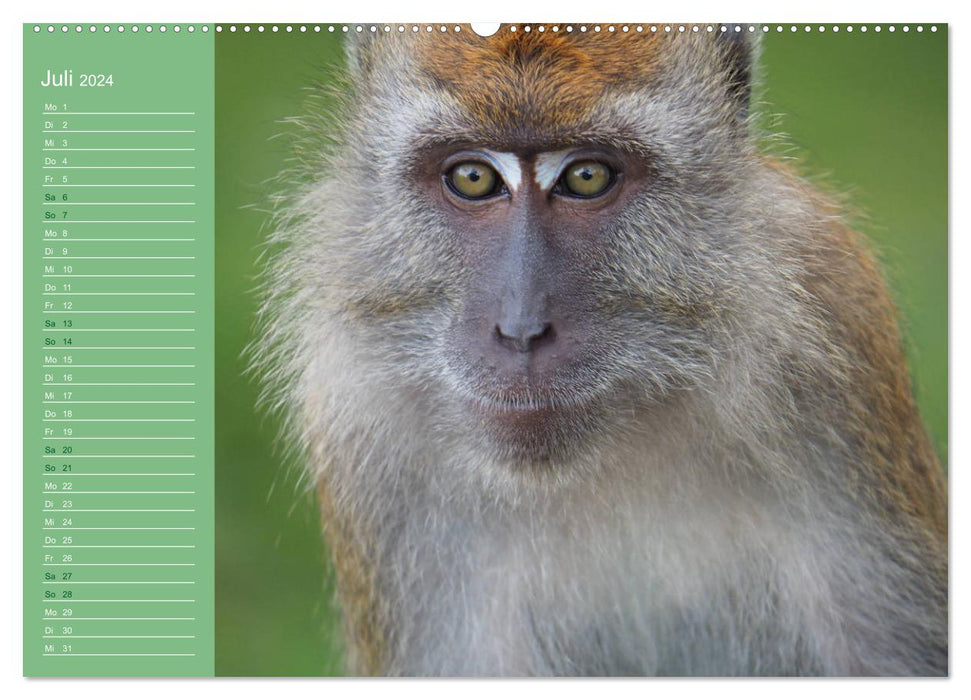 The diverse world of monkeys (CALVENDO Premium Wall Calendar 2024) 