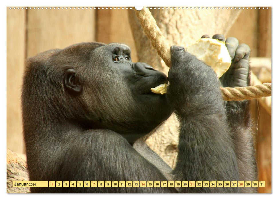 Pretty monkeyy - The calendar of the monkeys (CALVENDO Premium Wall Calendar 2024) 