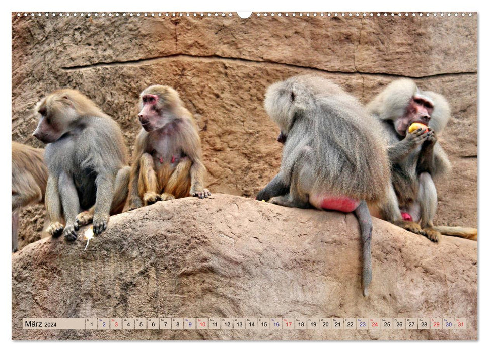 Pretty monkeyy - The calendar of the monkeys (CALVENDO Premium Wall Calendar 2024) 