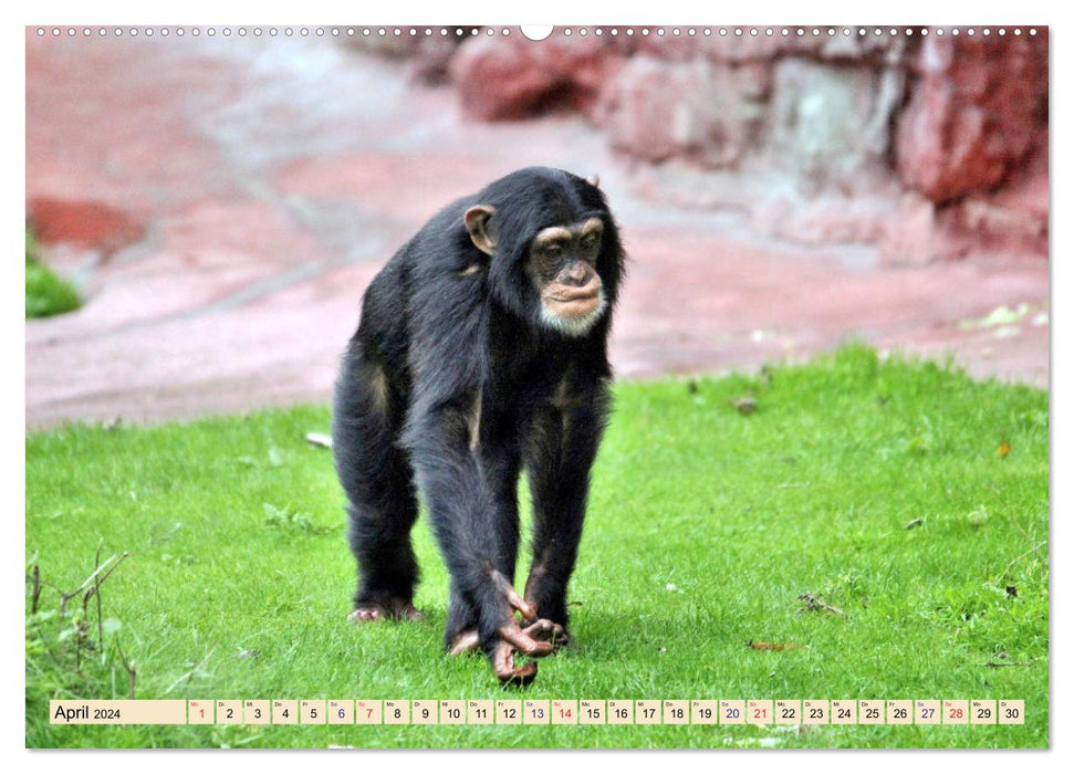 Pretty monkeyy - The calendar of the monkeys (CALVENDO Premium Wall Calendar 2024) 