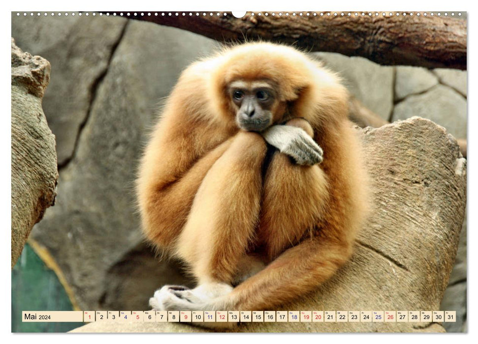 Ganz schön affig - Der Kalender der Affen (CALVENDO Premium Wandkalender 2024)