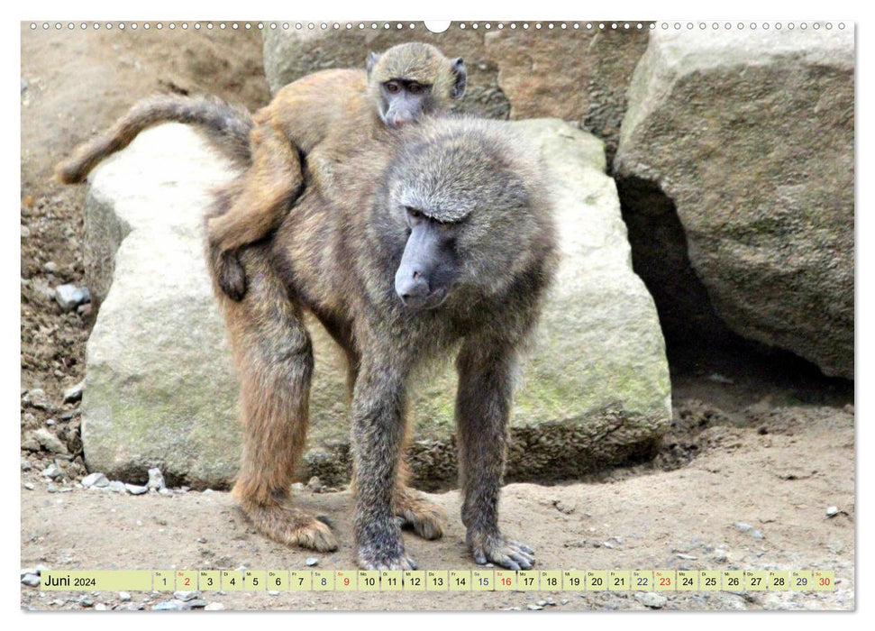 Pretty monkeyy - The calendar of the monkeys (CALVENDO Premium Wall Calendar 2024) 