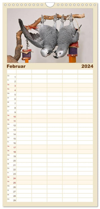 Perroquets gris d'Afrique avec cœur (Agenda familial CALVENDO 2024) 