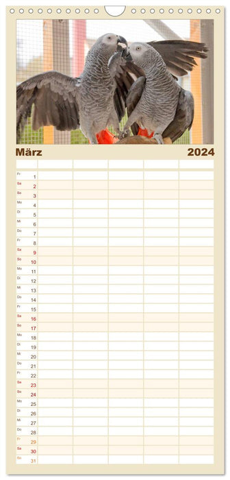 Perroquets gris d'Afrique avec cœur (Agenda familial CALVENDO 2024) 
