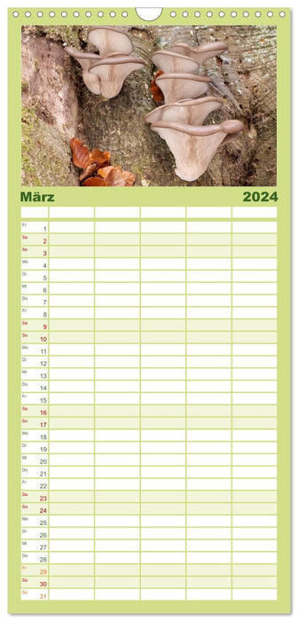 Calendrier champignons (Agenda familial CALVENDO 2024) 