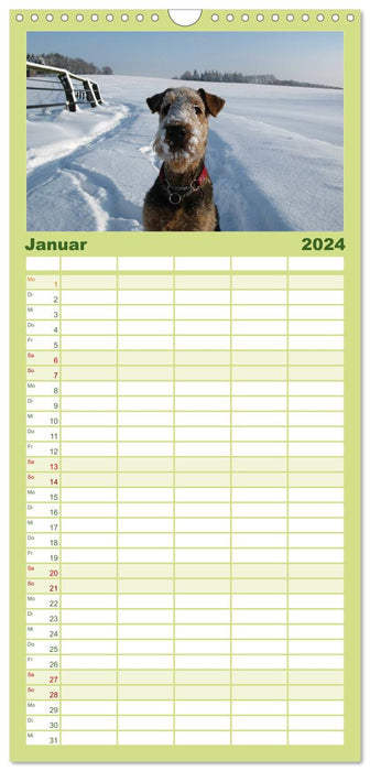 Airedale Terrier (Agenda familial CALVENDO 2024) 