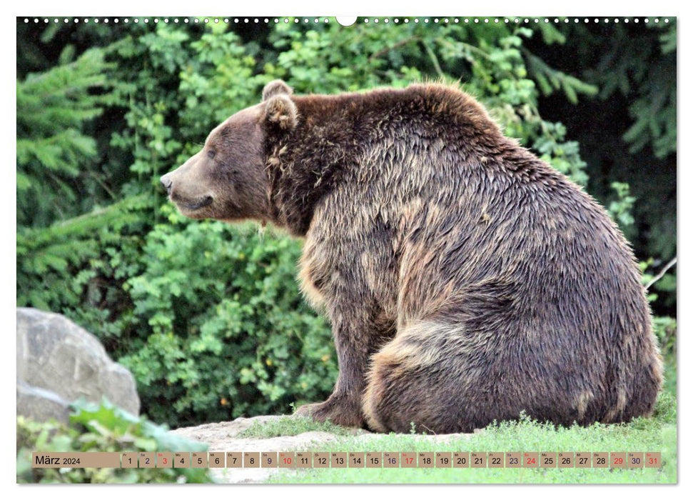 Bears - The polar bear and the Kamchatka brown bear (CALVENDO Premium Wall Calendar 2024) 