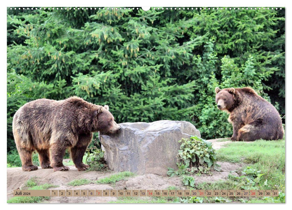 Bären - Der Eisbär und der Kamtschatka-Braunbär (CALVENDO Premium Wandkalender 2024)