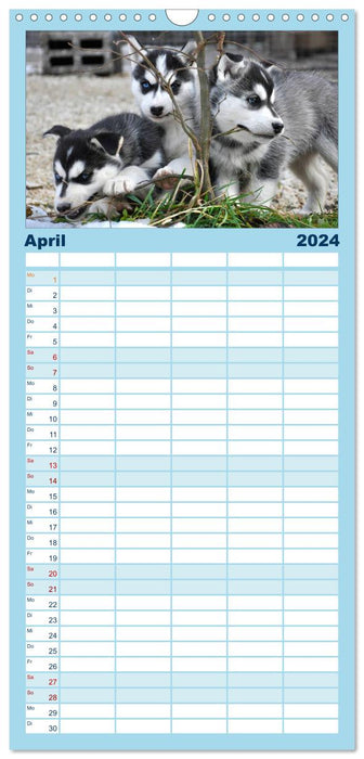 Calendrier Husky (Agenda familial CALVENDO 2024) 