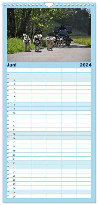 Husky-Kalender (CALVENDO Familienplaner 2024)