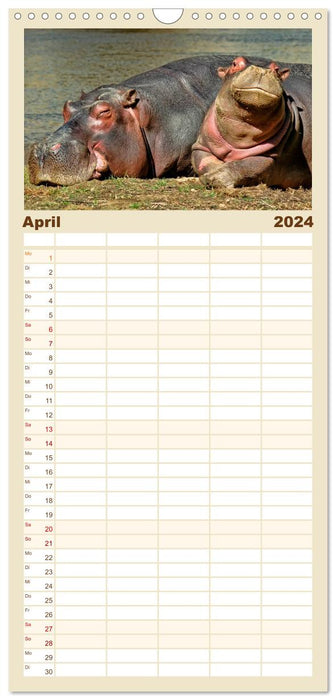 Flusspferde - gemütlich gefährlich (CALVENDO Familienplaner 2024)