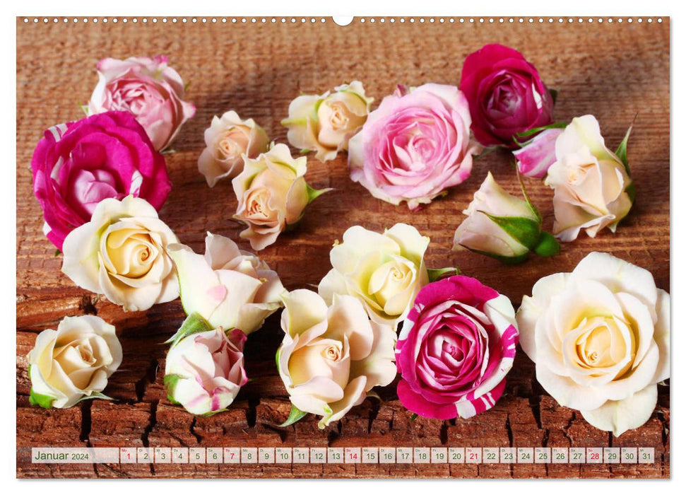 So many beautiful roses (CALVENDO wall calendar 2024) 