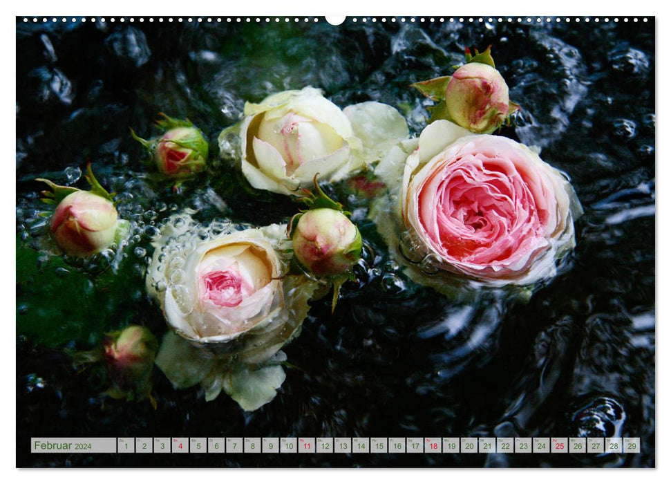 So many beautiful roses (CALVENDO wall calendar 2024) 