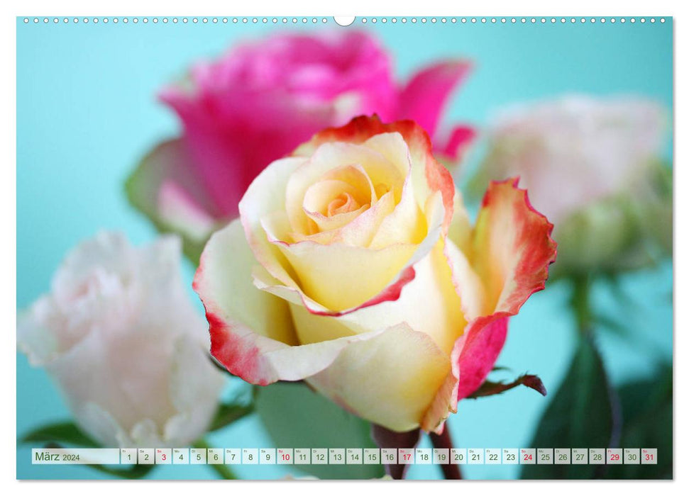 So many beautiful roses (CALVENDO wall calendar 2024) 