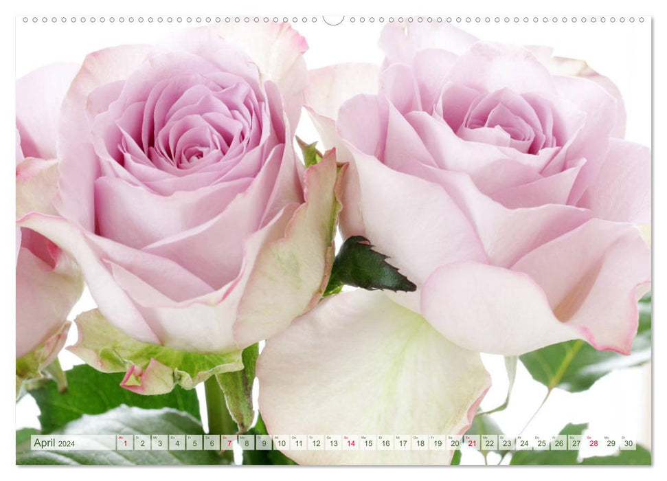 So viele schöne Rosen (CALVENDO Wandkalender 2024)