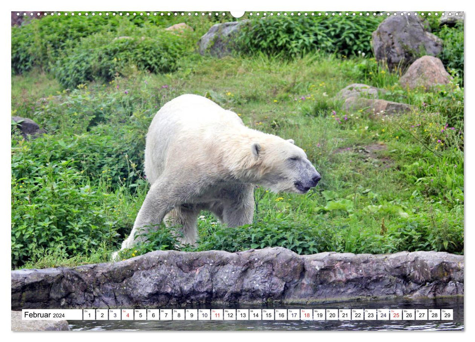 Bären - Der Eisbär und der Kamtschatka-Braunbär (CALVENDO Wandkalender 2024)