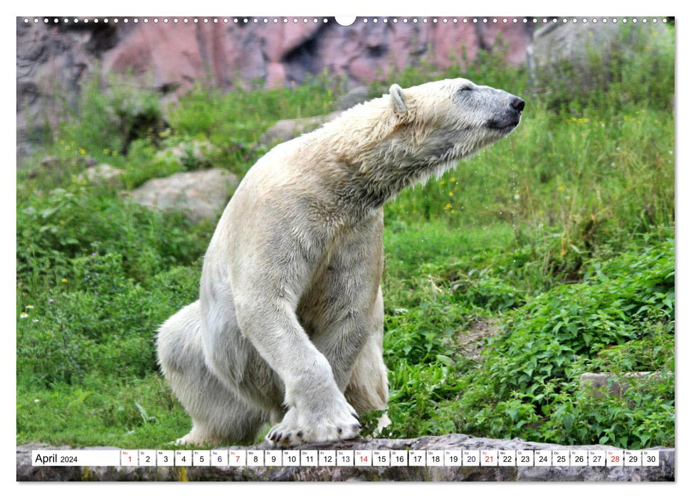 Bears - The polar bear and the Kamchatka brown bear (CALVENDO wall calendar 2024) 