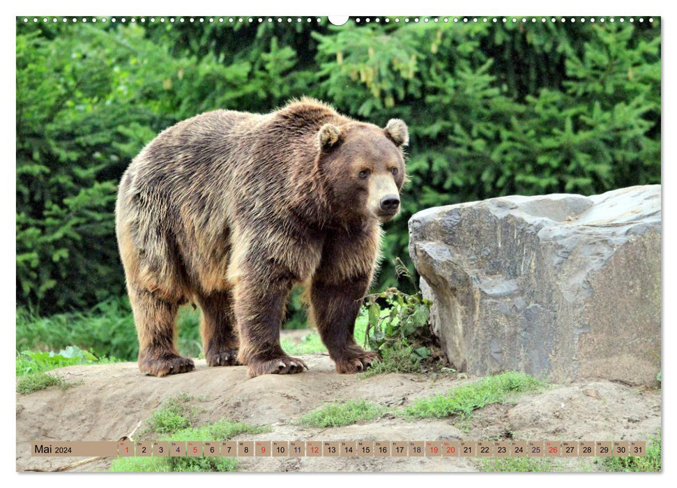 Bären - Der Eisbär und der Kamtschatka-Braunbär (CALVENDO Wandkalender 2024)