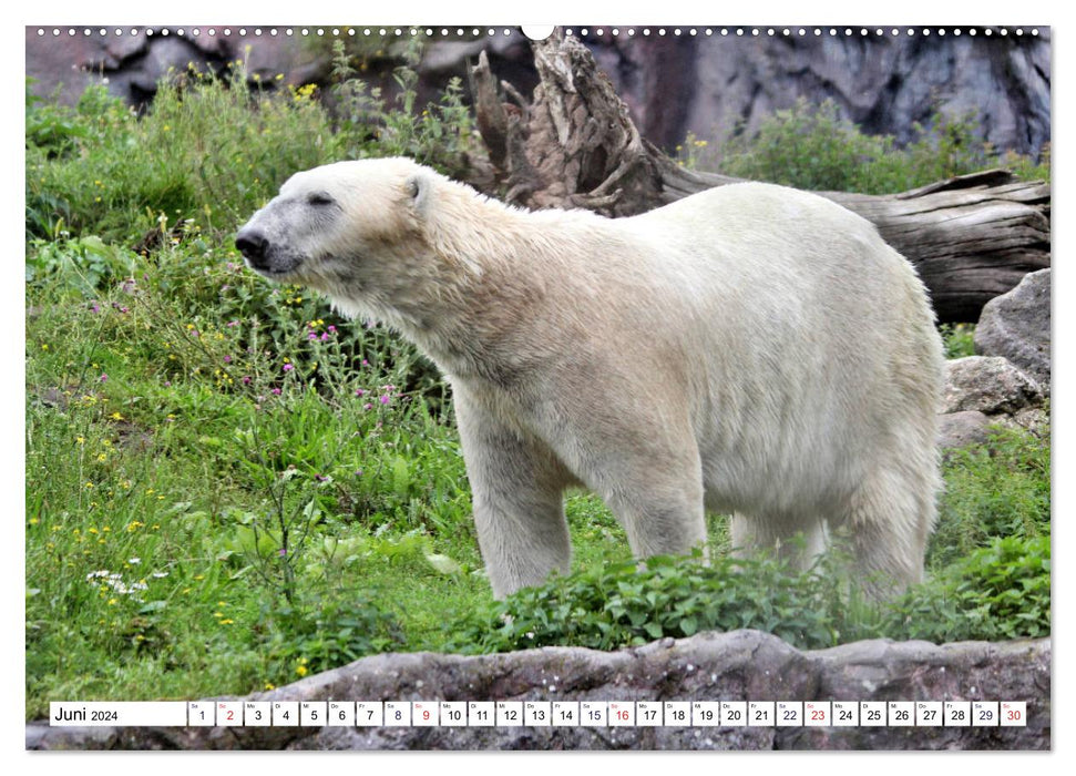 Bears - The polar bear and the Kamchatka brown bear (CALVENDO wall calendar 2024) 