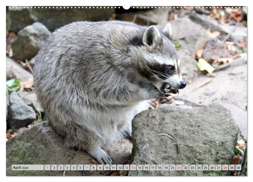 The Raccoon - The mask wearer in our forests (CALVENDO Premium Wall Calendar 2024) 