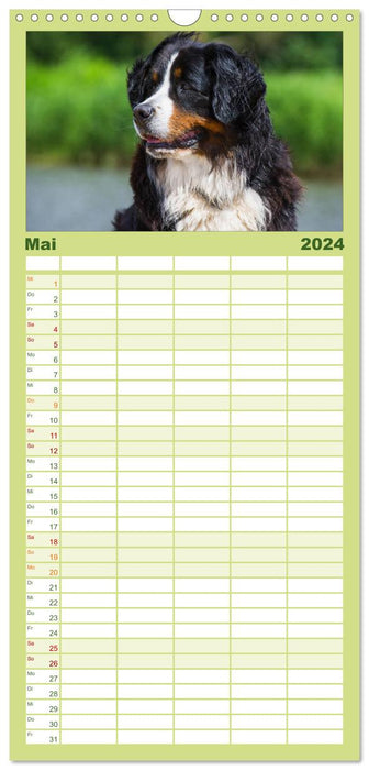 Treuer Freund Berner Sennenhund (CALVENDO Familienplaner 2024)