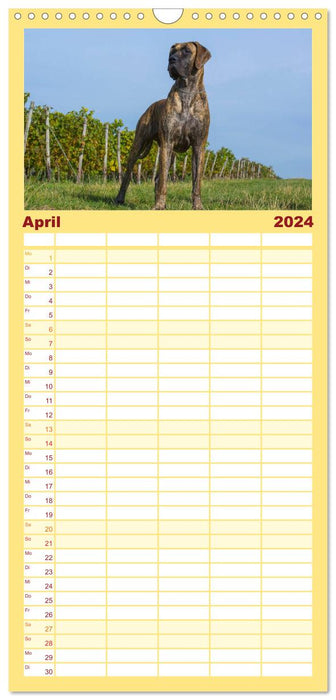 Dogue Allemand (Agenda familial CALVENDO 2024) 