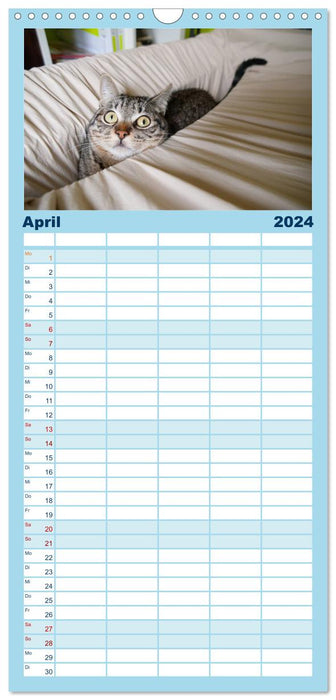 Der "philosophische" Katzenkalender 2024 (CALVENDO Familienplaner 2024)