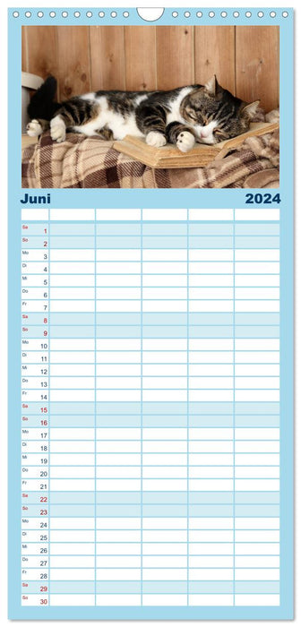 Le calendrier chat "philosophique" 2024 (Agenda familial CALVENDO 2024) 