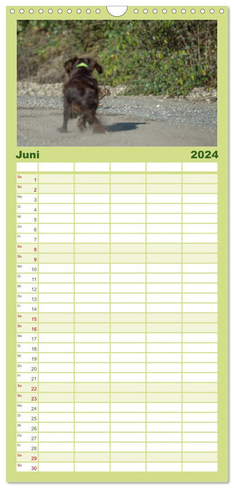 Jagdhunde bei der Arbeit (CALVENDO Familienplaner 2024)