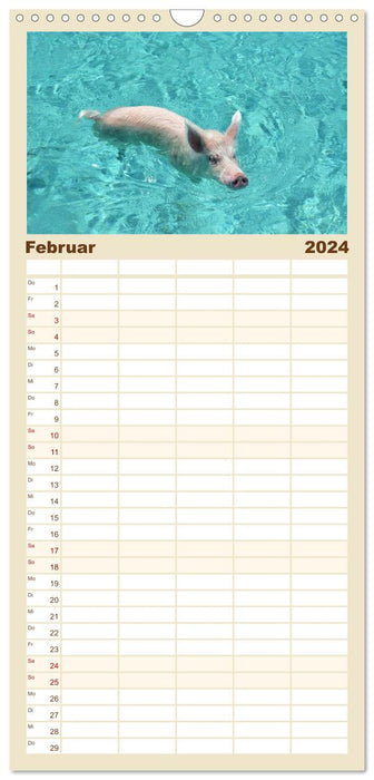 Des cochons nageurs aux Bahamas ! (Agenda familial CALVENDO 2024) 