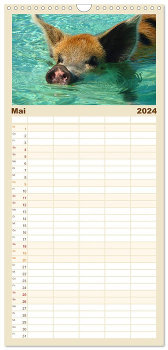 Des cochons nageurs aux Bahamas ! (Agenda familial CALVENDO 2024) 