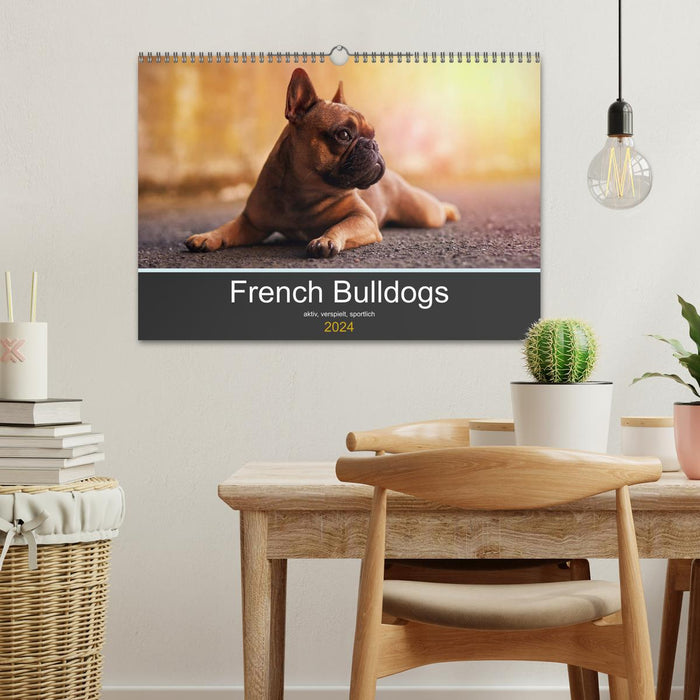 French Bulldog active, playful, sporty (CALVENDO wall calendar 2024) 