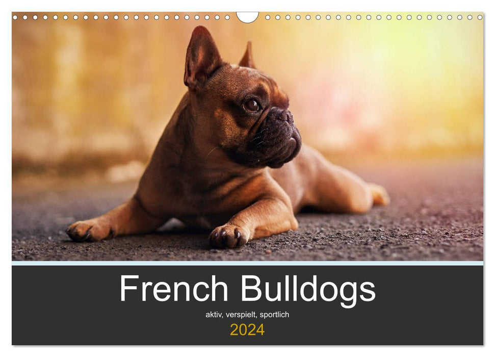 French Bulldog active, playful, sporty (CALVENDO wall calendar 2024) 