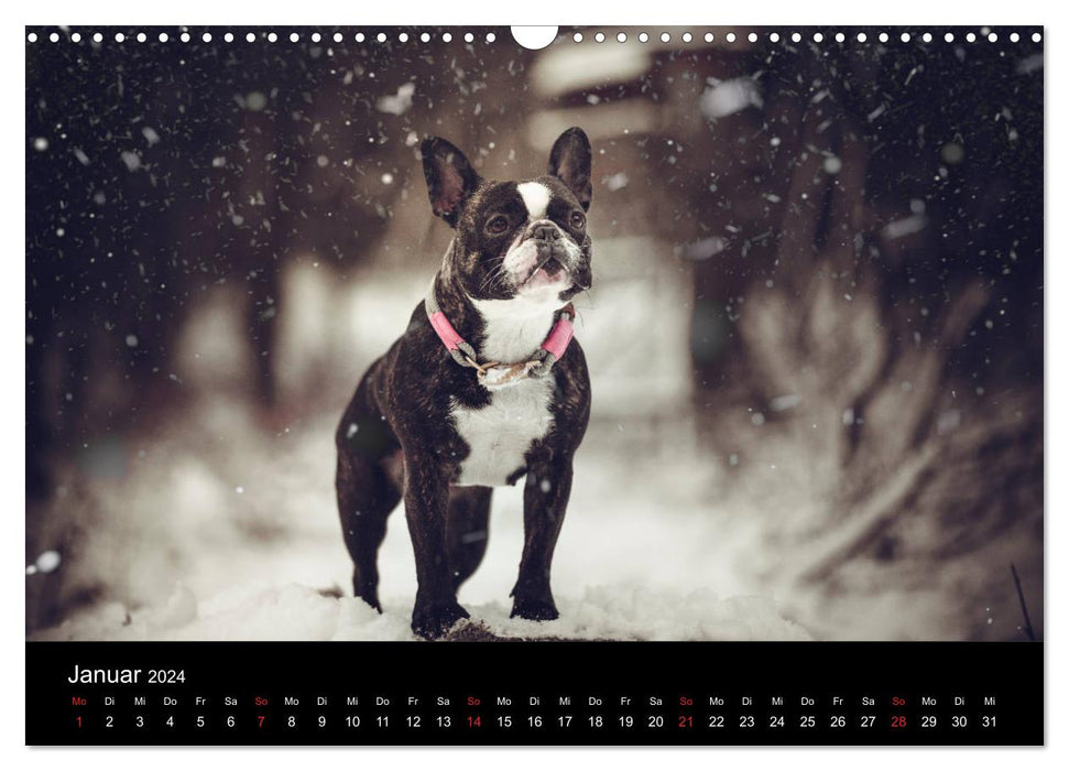 French Bulldog active, playful, sporty (CALVENDO wall calendar 2024) 